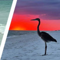 The Best Wildlife Viewing Spots in Florida's Beach Cities