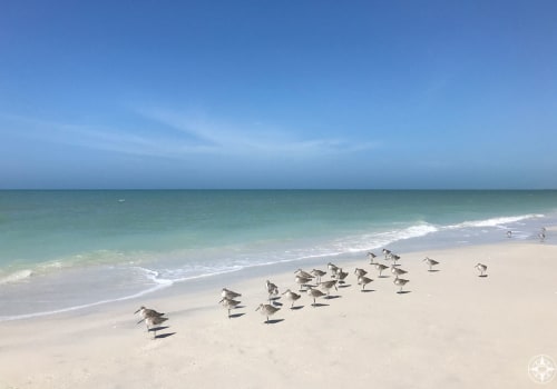 Discover the Hidden Gem of Clearwater Beaches: Caladesi Island State Park