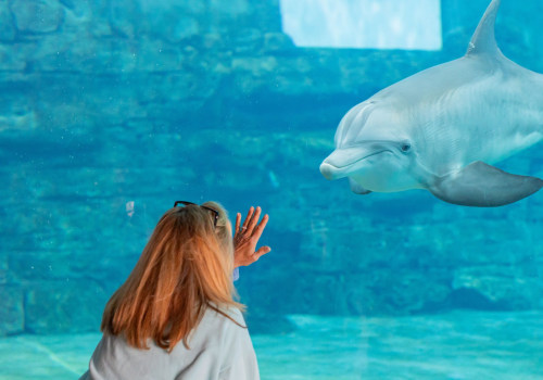 Discover the Wonders of Clearwater Marine Aquarium