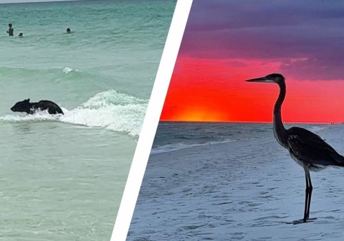 The Best Wildlife Viewing Spots in Florida's Beach Cities